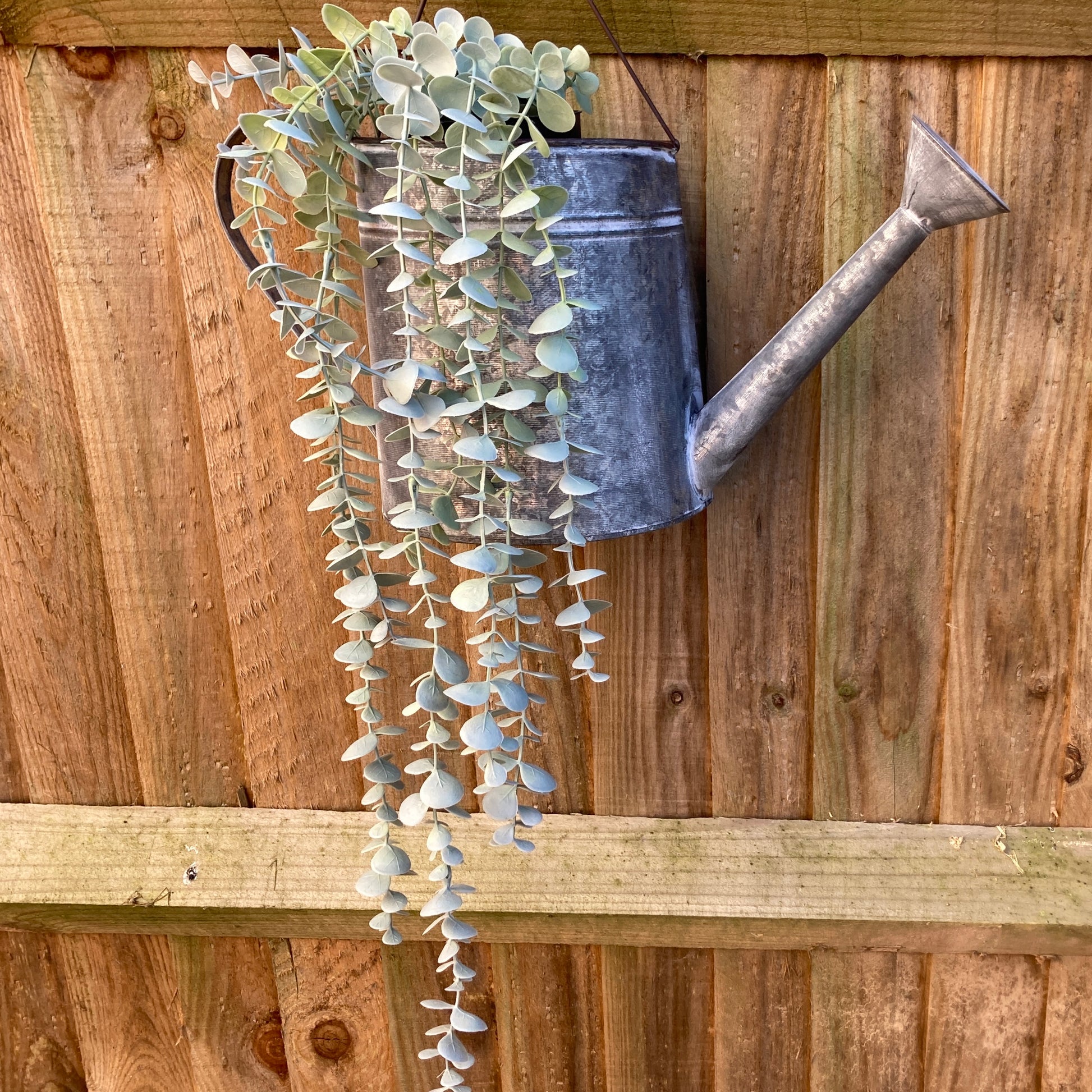 Zinc wall hanging watering can planter - hanging from fence.