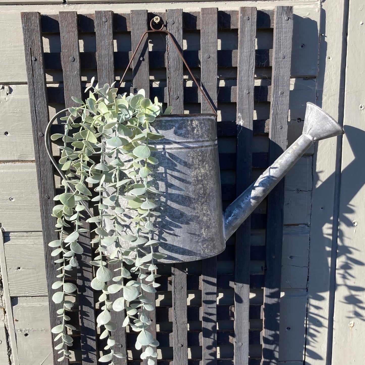 Zinc wall hanging watering can planter - hanging from trellis. 