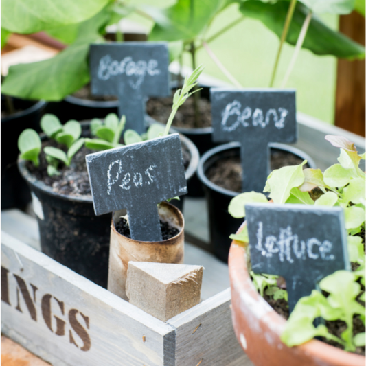 Set of 6 slate tags with chalk for the greenhouse in plants.