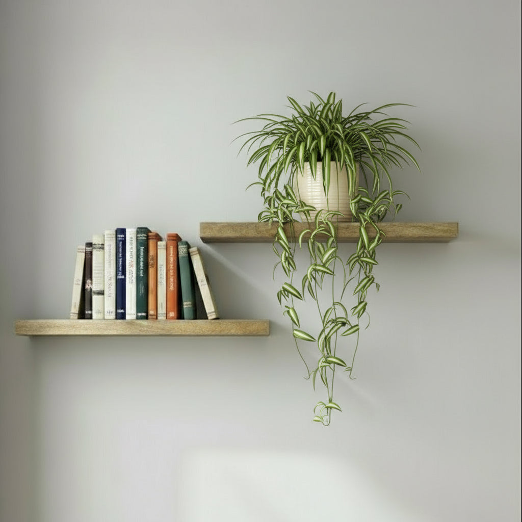 Wooden shelves on a wall with a plant and a wooden cabinet below.